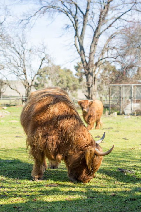 Ratho Farm - Accommodation Sunshine Coast 4