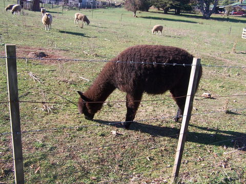 Drumreagh Cabins - Accommodation Sunshine Coast 11