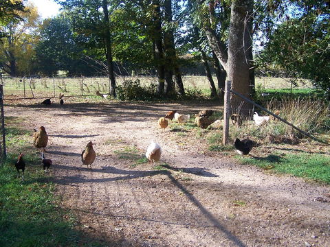 Drumreagh Cabins - Accommodation Sunshine Coast 2