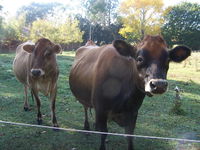 Drumreagh Bed  Breakfast Cabins