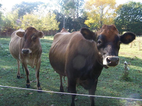 Drumreagh Cabins - Accommodation Sunshine Coast 0