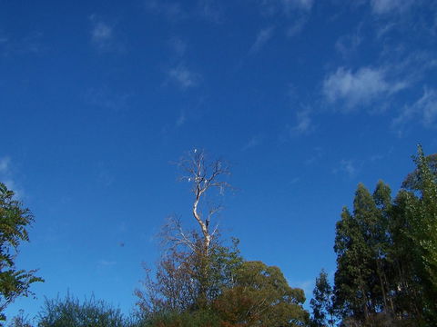 Drumreagh Cabins - Accommodation Sunshine Coast 8