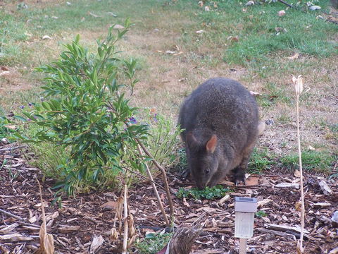 Drumreagh Cabins - Accommodation Sunshine Coast 25