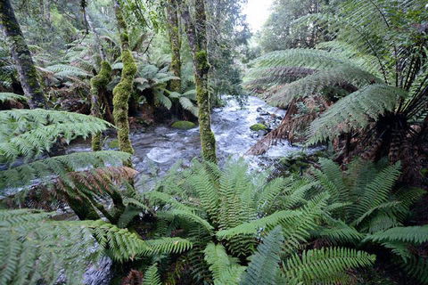 Lemonthyme Wilderness Retreat - Accommodation Sunshine Coast 21
