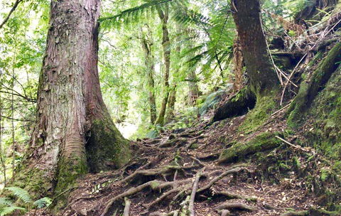 Lemonthyme Wilderness Retreat - Accommodation Sunshine Coast 23
