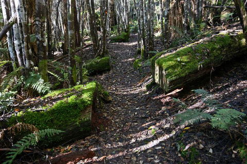 Lemonthyme Wilderness Retreat - Accommodation Sunshine Coast 22