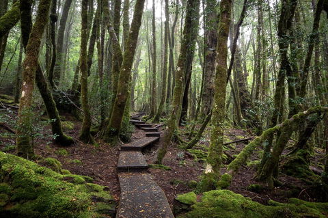 Peppers Cradle Mountain Lodge - Accommodation Sunshine Coast 25