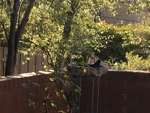 Studio SixA ... A Haven In The Heart Of Hobart - Accommodation Sunshine Coast 21