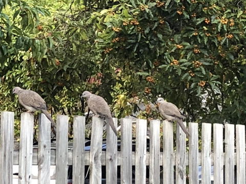 Studio SixA ... A Haven In The Heart Of Hobart - Accommodation Sunshine Coast 18