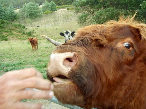 Eden Orchard & Farmstay - Accommodation Sunshine Coast 25