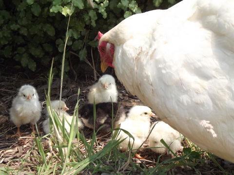 Eden Orchard & Farmstay - Accommodation Sunshine Coast 27