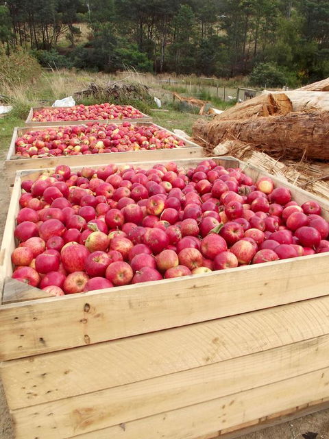 Eden Orchard & Farmstay - Accommodation Sunshine Coast 33