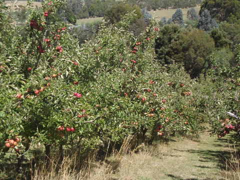 Eden Orchard & Farmstay - Accommodation Sunshine Coast 26