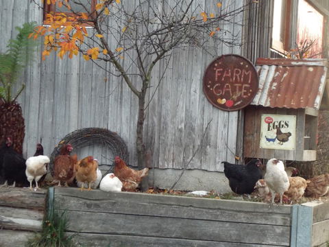 Eden Orchard & Farmstay - Accommodation Sunshine Coast 32