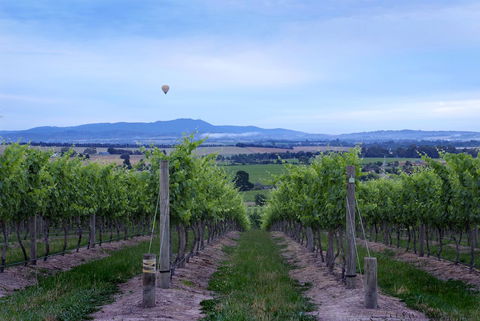 Balgownie Estate Yarra Valley - Accommodation Sunshine Coast 37