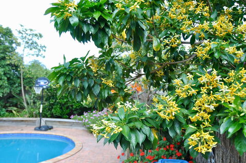 Crimea Retreat - Accommodation Sunshine Coast 20