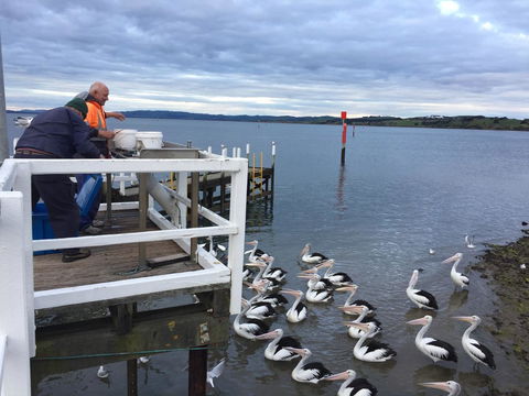 Pelicans Motel San Remo - Accommodation Sunshine Coast 18