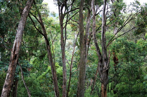 Tangenong Cottages - Accommodation Sunshine Coast 9