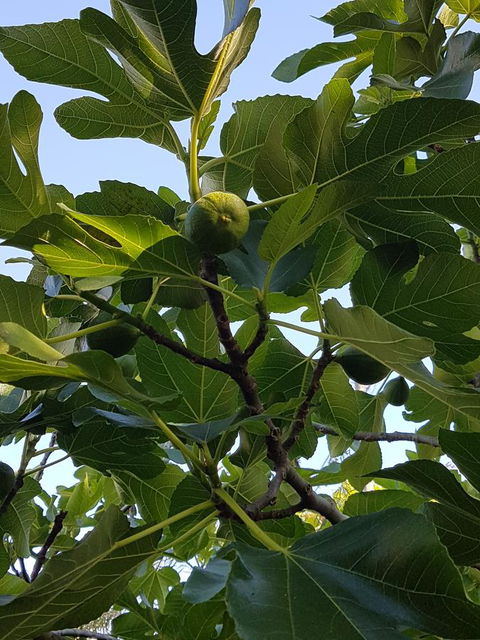 Healesville House - Fig Tree House - Accommodation Sunshine Coast 19