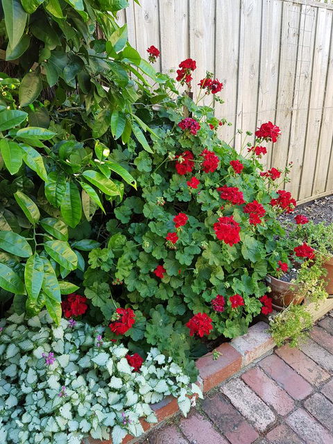 Healesville House - Fig Tree House - Accommodation Sunshine Coast 18