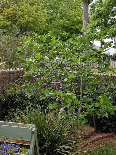 Healesville House - Fig Tree House - Accommodation Sunshine Coast 20