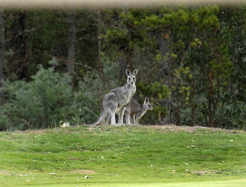 RACV Goldfields Resort - Accommodation Sunshine Coast 20