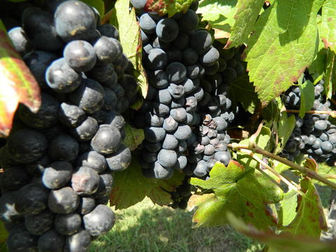 Haig Avenue - Accommodation Sunshine Coast 17