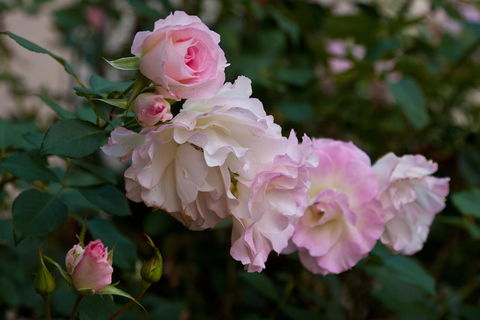 The Noble Grape Guesthouse - Accommodation Sunshine Coast 1