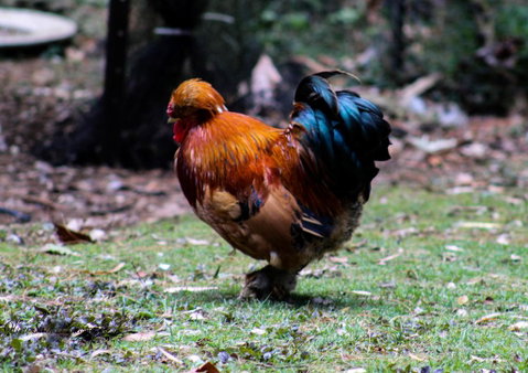 Tomah Retreat - Relax & Heal At UNWIND - Accommodation Sunshine Coast 3