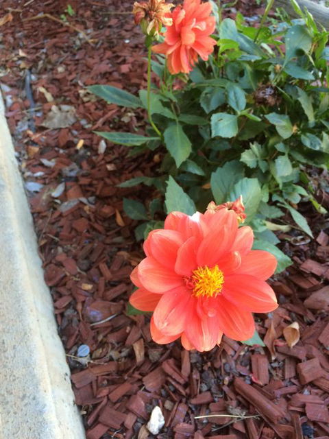 Tumut Valley Motel - Accommodation Sunshine Coast 1