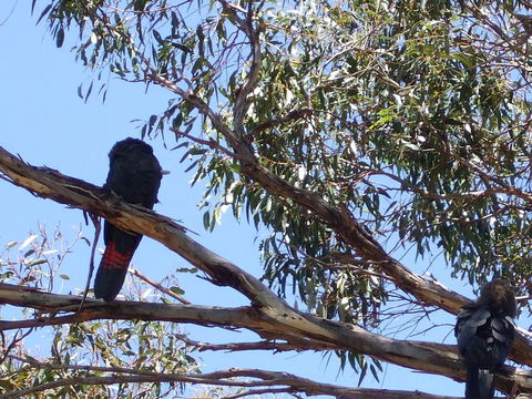 Wanderers Rest Of Kangaroo Island - Accommodation Sunshine Coast 2