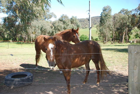 Bluegum Ridge Cottages - Accommodation Sunshine Coast 34