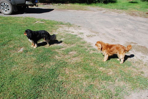 Bluegum Ridge Cottages - Accommodation Sunshine Coast 6