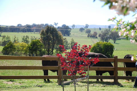 Bluegum Ridge Cottages - Accommodation Sunshine Coast 33