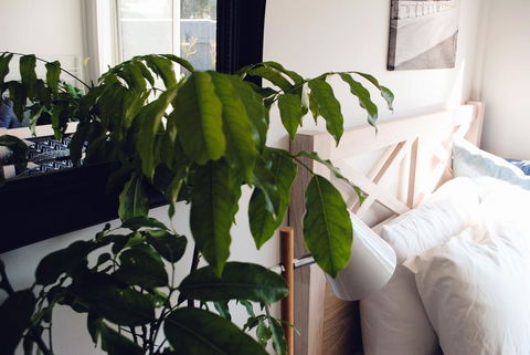 Bed Of Roses - Accommodation Sunshine Coast 24