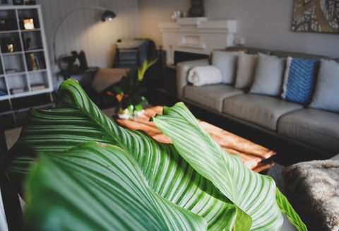 Bed Of Roses - Accommodation Sunshine Coast 29