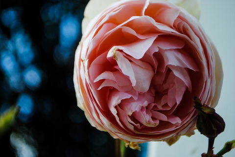 Bed Of Roses - Accommodation Sunshine Coast 36