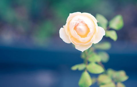 Bed Of Roses - Accommodation Sunshine Coast 14