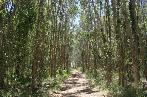 Lake Weyba Noosa Lodge & Kangaroos - Accommodation Sunshine Coast 39