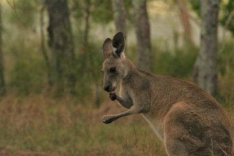 Lake Weyba Noosa Lodge & Kangaroos - Accommodation Sunshine Coast 43