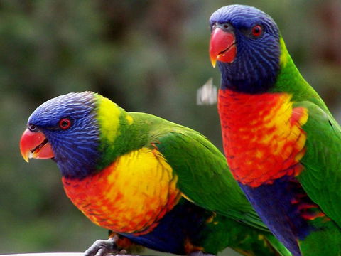Lake Weyba Noosa Lodge & Kangaroos - Accommodation Sunshine Coast 12