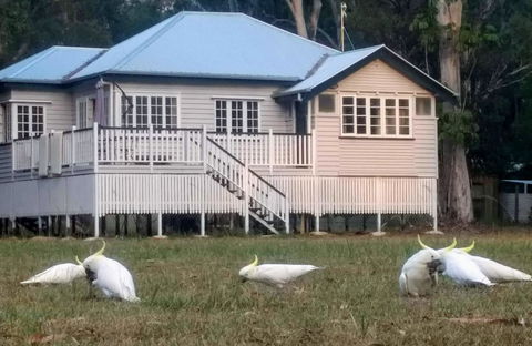Lake Weyba Noosa Lodge & Kangaroos - Accommodation Sunshine Coast 20