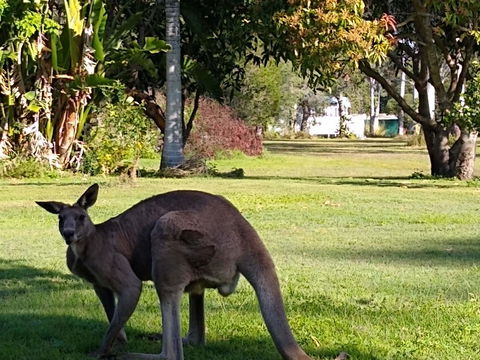 Lake Weyba Noosa Lodge & Kangaroos - Accommodation Sunshine Coast 24