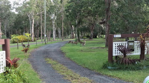 Lake Weyba Noosa Lodge & Kangaroos - Accommodation Sunshine Coast 42
