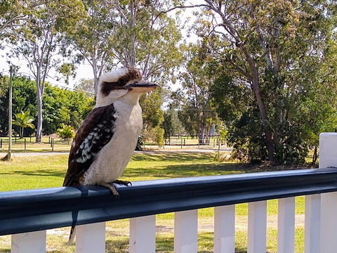 Lake Weyba Noosa Lodge & Kangaroos - Accommodation Sunshine Coast 18