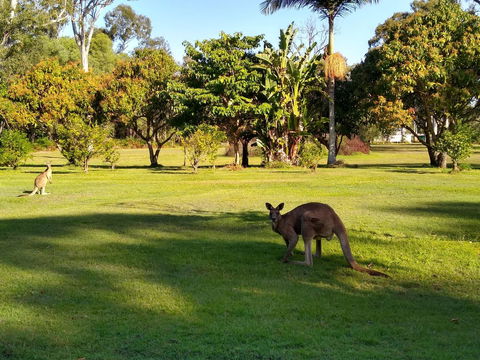 Lake Weyba Noosa Lodge & Kangaroos - Accommodation Sunshine Coast 8