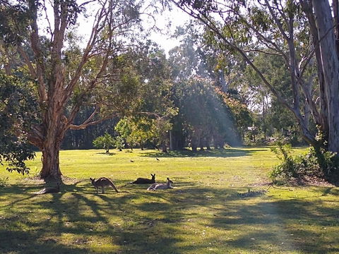 Lake Weyba Noosa Lodge & Kangaroos - Accommodation Sunshine Coast 4