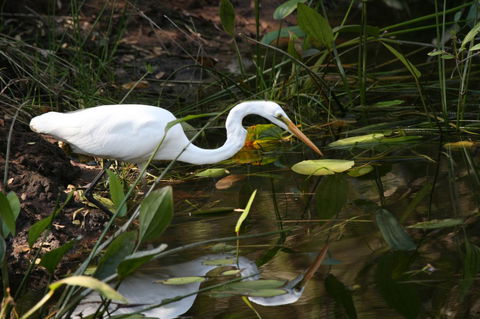 Lake Weyba Noosa Lodge & Kangaroos - Accommodation Sunshine Coast 33