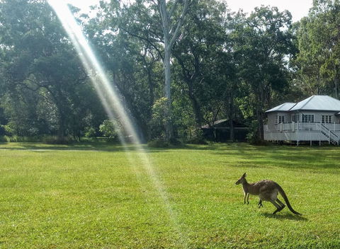 Lake Weyba Noosa Lodge & Kangaroos - Accommodation Sunshine Coast 26