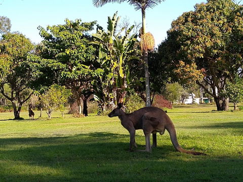 Lake Weyba Noosa Lodge & Kangaroos - Accommodation Sunshine Coast 35